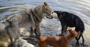 Premier entrainement d'un total de 35 minutes lors de la formation d'octobre 2015. Contre La Desinformation De Tf1 Sur Le Chien Loup Tchecoslovaque