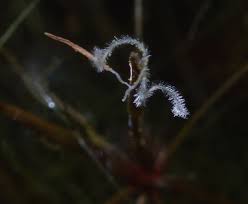 Image result for Eleocharis confervoides