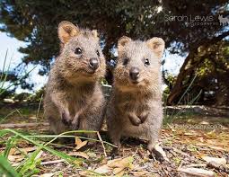Quokkas On Rottnest Island Hello Perth Cute Animals Animals Australian Animals