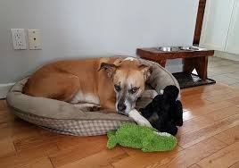 Stop Your Dog From Stealing Baby Toys Dog Toys Vs Baby Toys