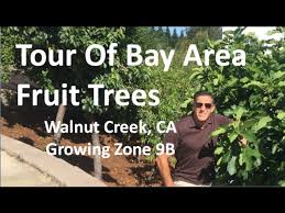 Get free shipping on qualified fruit trees or buy online pick up in store today in the outdoors department. Tour Of Bay Area Fruit Trees Walnut Creek Ca Growing Zone 9b 10 Years After Planting Youtube