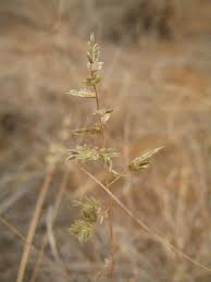 Image result for Eragrostis nindensis
