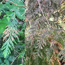 Image result for didymascella thujina