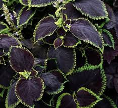 Image result for Coleus scutellarioides