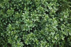 Image result for Landolphia ligustrifolia