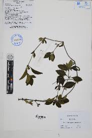 Image result for Dyschoriste radicans