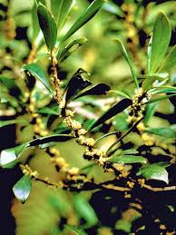 Image result for Myrsine