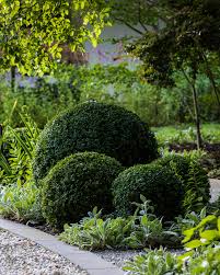 Image result for Buxaceae