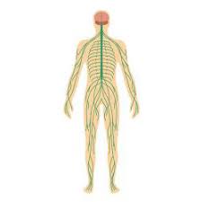 Cuando hablamos de los sistemas del cuerpo humano nos referimos a los distintos conjuntos de órganos que lo componen, colaborando en cada visto así, nuestro cuerpo puede comprenderse justamente como un conjunto simultáneo y yuxtapuesto de sistemas, cuyo correcto funcionamiento. Sistemas Del Cuerpo Humano Conoce Los 9 Sistemas En Profundidad