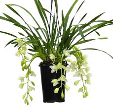 Green ice &yellow crossandra seedpod & seeds/aboli/firecracker plant#firecrackerplant #crossandra #greenicecrossandra #youtubeshorts#shorts Cymbidium Ice Cascade Top Quality Florastore