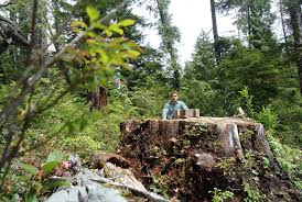 It can be more costly per unit of wood removed to cut only a few, selected trees, rather than cut most or all trees in the stand. How Thousand Year Old Trees Became The New Ivory Science Smithsonian Magazine