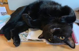 Tybalt Would Like Belly Rubs Please And Thank You Cats And Kittens Cute Cats Cool Pets