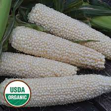 Maybe you would like to learn more about one of these? Country Gentleman Corn Organic Seed Savers Exchange