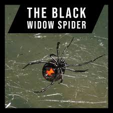 The tips of the spider's legs are oily; The Black Widow Spider A Brief Analysis Owlcation