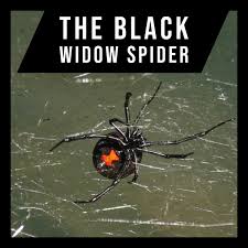 Its venom is toxic and painful, leaving victims to feel the effects long after the. The Black Widow Spider A Brief Analysis Owlcation