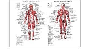 Anterior view, superficial muscles of the forearm. Human Body Muscle Anatomy Poster Detailed With Labels 12x18 Poster Amazon Co Uk Kitchen Home