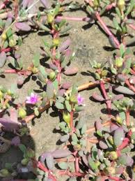 Image result for Sesuvium portulacastrum