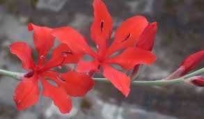 Image result for Gethyllis transkarooica