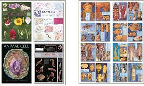 Biology Wall Charts Dissection Charts By Biocam
