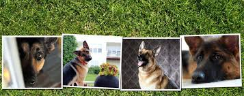 Our puppies will love, play with you and keep you in the best shape. Southeast German Shepherd Rescue
