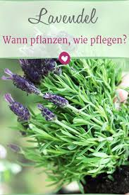 Lavendel Wann Pflanzen Wie Pflegen Plants Lavender Plant Container Gardening Vegetables