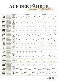 Fahrten Tierspuren Jagdschein Jagd