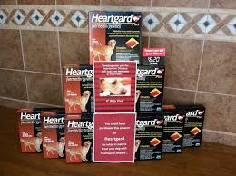 This can happen even if you continue to give heartworm medication because those medications kill only early stage larvae. Best Heartworm Medicine For Dogs