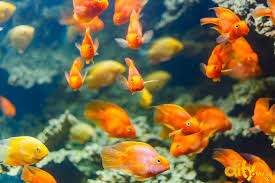 На проспекті шевченка, 8 у львові готуються до відкриття океанаріум oceanarium lviv. Okeanarium Lviv Okeanarium Lviv Cini