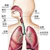 The job of your ribs is to protect the organs inside your chest region. 1