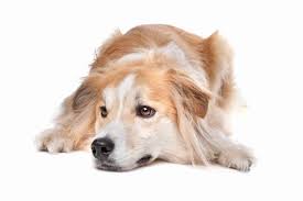 Is The Golden Retriever Border Collie Mix Perfect For You K9 Web