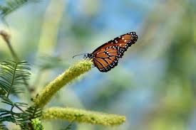 Image result for Xerophyta velutina