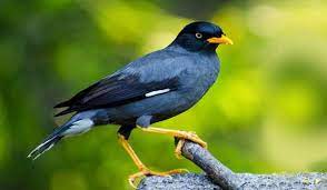 Master jalak kebo gacor mantap durasi panjang. 200 Gambar Burung Jalak Kebo Hd Paling Keren Gambar Id