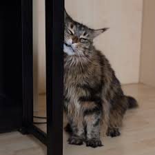 However, some behavioral and psychological symptoms may surface, which is easy to spot. How To Tell If Your Cat Is In Heat And Tips To Calm Her Pethelpful By Fellow Animal Lovers And Experts