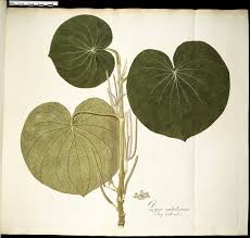 Image result for Piper umbellatum