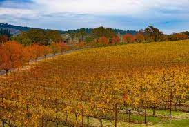 Maybe you would like to learn more about one of these? Napa Valley In November The Ultimate Guide Roadtripping California