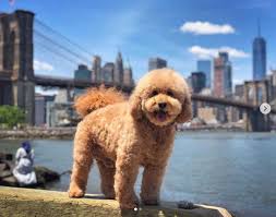 Many people who never could have a dog because of their allergies have found it possible to have a curly hair goldendoodle as a pet. A Guide To The Different Types Of Doodle Coats Doodle Dogs Com