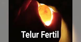 Maybe you would like to learn more about one of these? Cek Kesuburan Telur Merpati Fertil Atau Infertil Merpati Indonesia