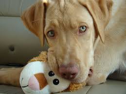 Fox Red Lab Pink Nose Google Search Yellow Lab Puppies Lab Mix Puppies Labrador Retriever