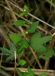 Image result for Triumfetta