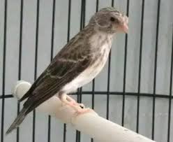 Oleh sebab itulah, ciri burung cucak io jantan dan betina harus dikuasai oleh semua pecinta burung, terlebih ketika burung yang dibeli diproyeksikan hal ini di karenakan ketika sudah dewasa antara cucak ijo jantan dan betina memiliki perbedaaan yang cukup mencolok pada bagian lehernya, jika. Mengenal Burung Sanger Beserta Makanan Harga Dan Suara