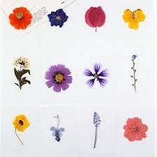 Please come back to visit us later while we revamp our new website!! A 1054 Pressed Flowers Real Dried Petals Preserved Single Small Daisy Rose Hydrangea Flowers Buy Pressed Flowers Real Dried Flowers Bookmark Pressed Flower Product On Alibaba Com