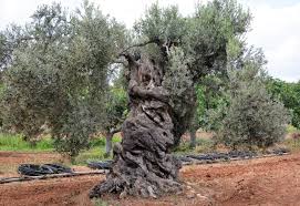 Pruning Olive Trees