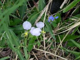 Image result for Commelina subulata
