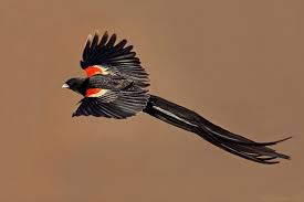 Black And White Bird With Long Tail South Africa Long Tailed Widowbird Euplectes Progne Long Tailed Widowbird Euplectes Progne Birds Of A Feather World Birds Amazing Animal Pictures Beautiful Birds