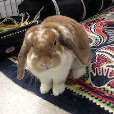 We did not find results for: Petsittingrecomendtions