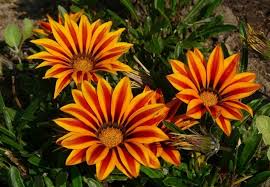 Wybierz kwiaty, podaj dane do dostawy, zapłać, a my doręczymy twoje zamówienie nawet do godziny! Gazania Kwiaty Otwarte W Dzien Zamkniete Noc Spiochy Mix Kolorow Sloneczny Kwiat Sadzonka Sadowniczy Pl