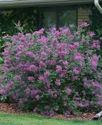 Click here for more information or to buy wax myrtle plants. 16 Best Flowering Shrubs Beautiful Bushes With Flowers Garden Design