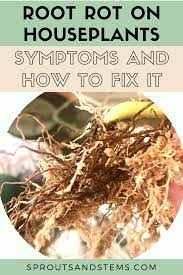 Root Rot How To Recognize And Fix It In 2021 Plant Roots Outside Plants Plant Care