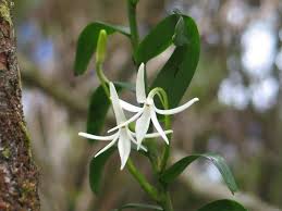 Image result for Jumellea