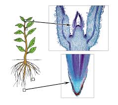 We did not find results for: Types Of Plant Cell Definition Structure Functions Diagrams